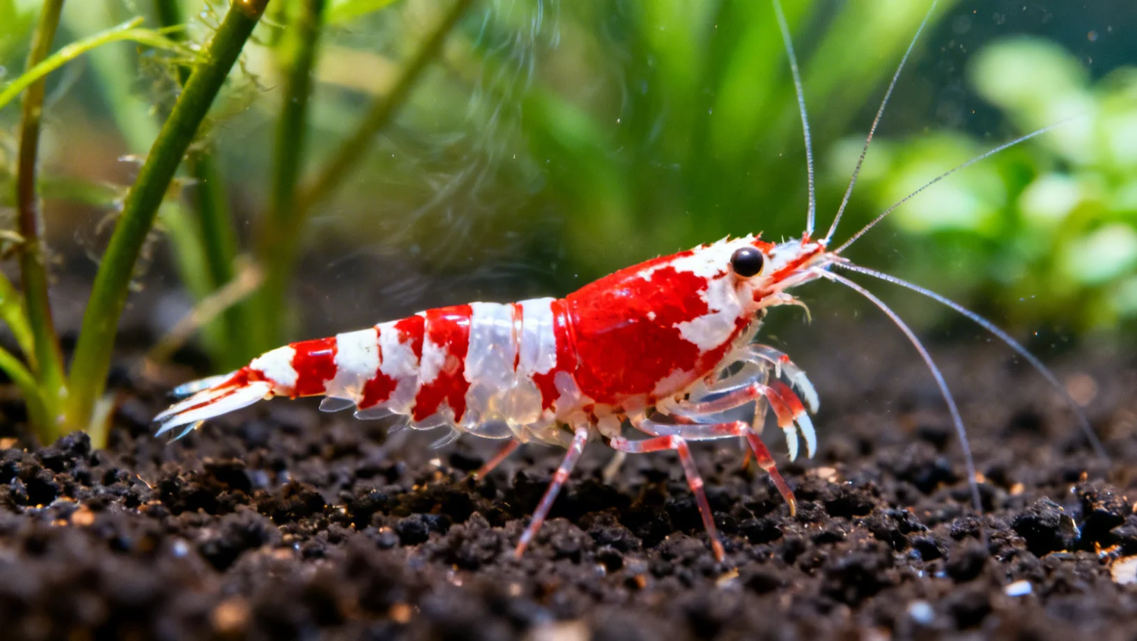 Caridina Cantonensis Crystal Red : élevage et sélection